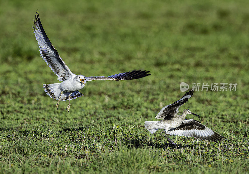 环嘴鸥(Larus delawarensis)是一种中型鸥。马勒尔国家野生动物保护区，俄勒冈州。鸻形目。鸥科。飞行。